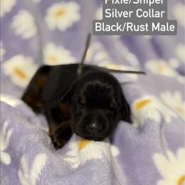 Silver Collar - Black and rust male Doberman Pinscher puppy in Lake City, Florida from Paintedcrazy Doberman Pinchers
