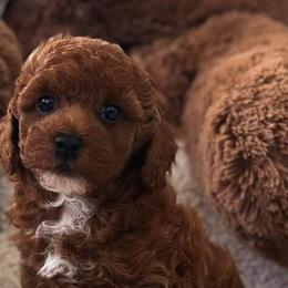 Bernedoodles, Goldendoodles, and Poodles from Beach Doodles