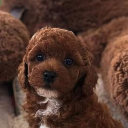 Bernedoodles, Goldendoodles, and Poodles from Beach Doodles