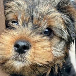 Yorkshire Terriers from Yorkies of Escondido