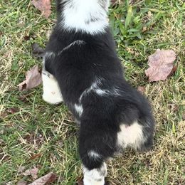 Roxy - Blue merle and white female American Corgi puppy in White Hall, Maryland from Folly Acres Corgis