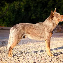 Australian Cattle Dog puppies from Cactus Heelers Arizona