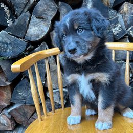 Maple - Black tri-color female Australian Shepherd puppy in Hillsboro, Oregon from Delaney's Australian Shepherds