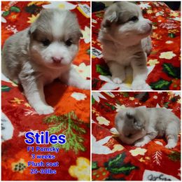 Pomsky Puppies from Ultimate Pomskies LLC