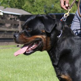 Hazel - Rottweiler