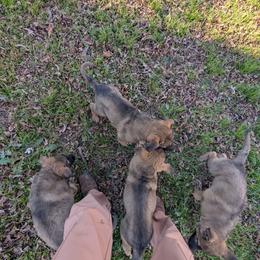 Male 2 - Sable male German Shepherd puppy in Springtown, Texas from Odom's German Shepherds