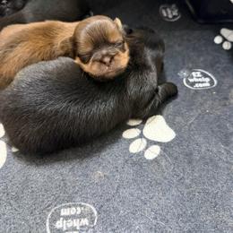 Reesie - Chocolate and tan female Shih Tzu puppy in Reddell, Louisiana from TINYSHIHTZUFURU