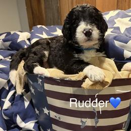 Rudder - Black and white male Bernedoodle puppy in Coopersburg, Pennsylvania from Deutsch Hund Haus