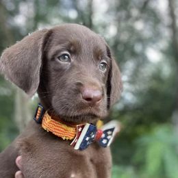 Labradoodles from Pawmetto Doodles LLC