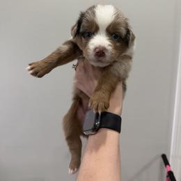 Buddy - Red merle female Miniature Australian Shepherd puppy in Sweeny, Texas from Peach Creek Minis