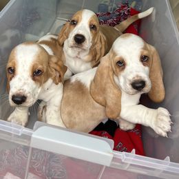 Basset Hound Puppies from Blessed Bassets