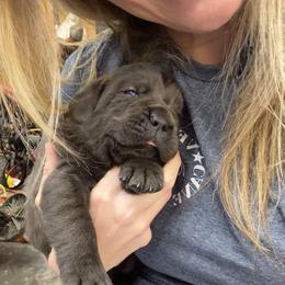 Cane Corso Puppies from Venom Cane Corsos