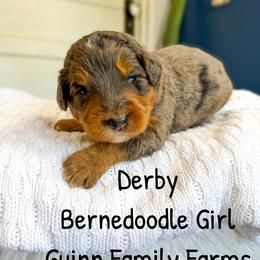 Derby pending - Phantom female Bernedoodle puppy in Grove, Oklahoma from Guinn Family Farms