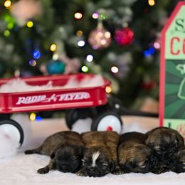 Shih Tzu Puppies from Sun Shih Tzu