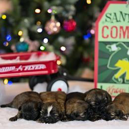 Shih Tzu Puppies from Sun Shih Tzu