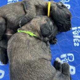 Leonberger and Miniature Australian Shepherd Puppies from Bear Pond Aussies / Leonbergers of Maine