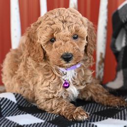 Aussiedoodles and Miniature Australian Shepherds from Rural Iowa Aussies & Doodles
