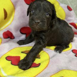 Nyla (Blue) - Liver female Miniature Schnauzer puppy in Pearland, Texas from K & S Schnauzers