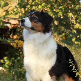 Banzai - Australian Shepherd