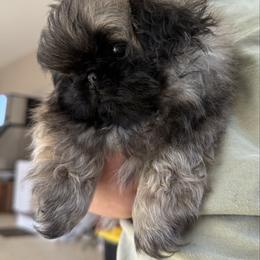 Girl 1 - Fawn female Pekingese puppy in Clinton, Tennessee from Gracelands Pekingese