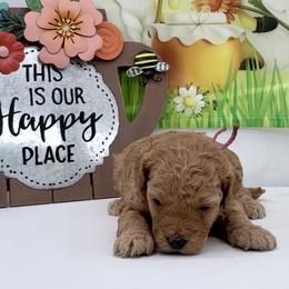 Fuschia Nebula - Red  female Goldendoodle puppy in Cincinnati, Ohio from KSchott Kennels