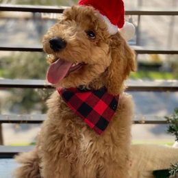 Goldendoodle and Labradoodle Puppies from West Valley Doodles