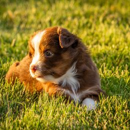 Miniature American Shepherd and Miniature Australian Shepherd Puppies from Bellewynd Acres