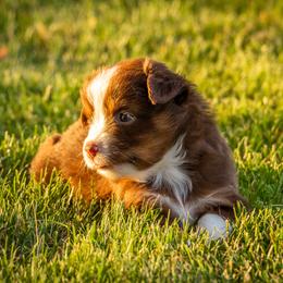Miniature American Shepherd and Miniature Australian Shepherd Puppies from Bellewynd Acres