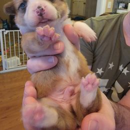 Pembroke Welsh Corgi Puppies from Rose Water Corgis