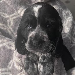 English Springer Spaniels from Pack Leader Nation