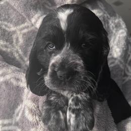 English Springer Spaniels from Pack Leader Nation