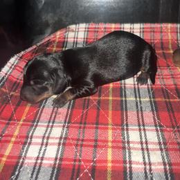 Poodle Puppies from TMJ Dachshunds & More