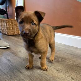 Ariel - female Belgian Malinois puppy in Signal Mountain, Tennessee from Torgun Police Dogs