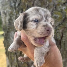 Finn - Dapple male Dachshund puppy in Bentonville, Arkansas from Boujee Buns Dachshunds