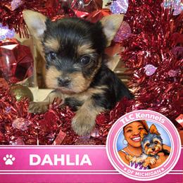 Maltese and Yorkshire Terrier Puppies from TLC Kennels TenderLittleCuties