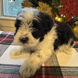 Black Party Boy - Parti male Miniature Schnauzer puppy in Decatur, Texas from Virgil Farms