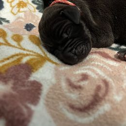 Great Dane Puppies from Lazuli Great Danes