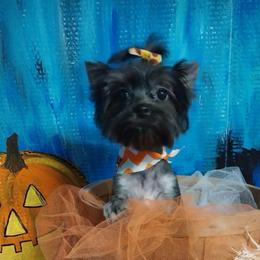 June Bug - Yorkshire Terrier