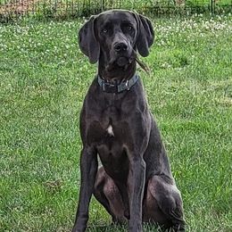 Creed - Weimaraner