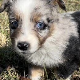 Australian Shepherds and Toy Australian Shepherds from Hidden Creek Kennels