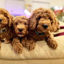 Goldendoodle Puppies from Sunnydoodle Utah