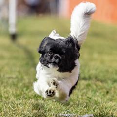 Tibetan Spaniels from Britwalds, Reg