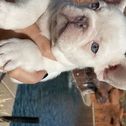 French Bulldog Puppies from Forever Friendchies