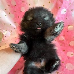 Steal - Wolf sable male Pomeranian puppy in Scio, Oregon from Mac Daddy Poms