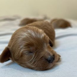 Onyx - Red male Cavapoo puppy in Midland, North Carolina from Rocky River Cavapoos