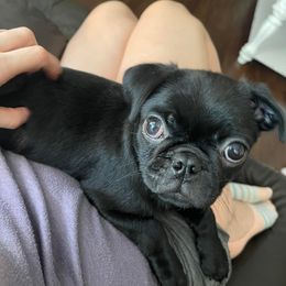 Pugs from Pug Life