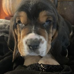 Basset Hound Puppies from Rain and Snow Bassets
