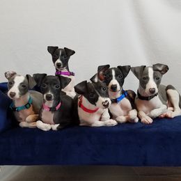 Italian Greyhound Puppies from Divine Italian Greyhounds