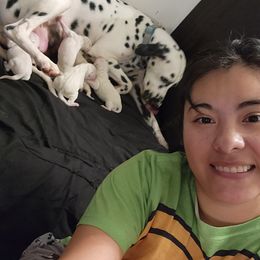 Dalmatian Puppies from America's Dalmatian Friends