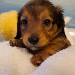 Dachshund Puppies from Spinks Puppies